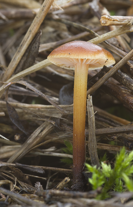 Flammulina ononidis